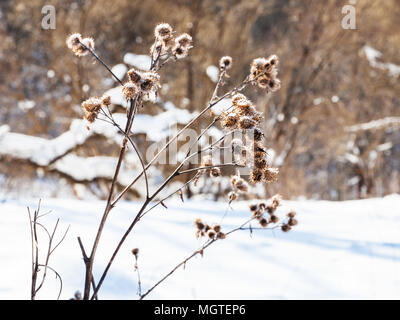 Cardo seco en el borde del bosque en el soleado día de invierno en Smolensk región de Rusia Foto de stock