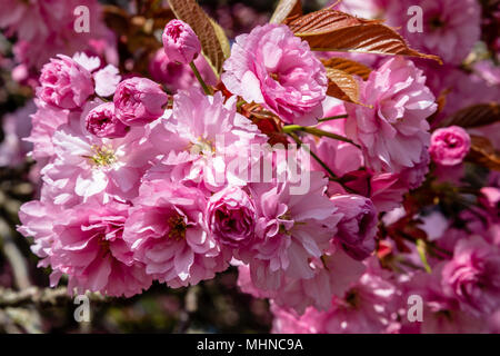 Rosa Flores de cerezo en flor de primavera