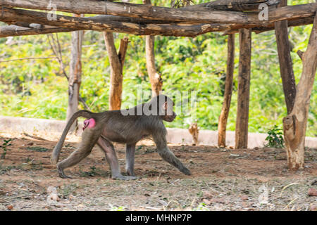 Esta imagen única muestra el lémur de mono salvaje sentado en ramas hechas de madera para ellos en el jardín zoológico y jugando unos con otros en un día soleado. Foto de stock