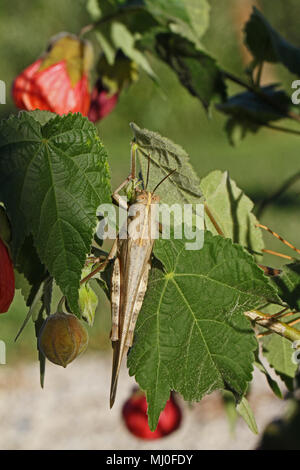 Adulto o egipcia en un saltamontes gigante abutilon planta también llamado malva extremadamente cerrar nombre latino aegyptium anacridium con rayas creemos ojo en Italia Foto de stock