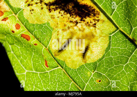 Las larvas de la polilla minador de hojas Cameraria ohridella, dentro de las hojas de un árbol de castaño, Aesculus hippocastanum. Fue descubierto por primera vez en el REINO UNIDO Foto de stock