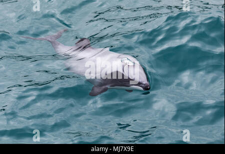 Delfín de Héctor (Cephalorhynchus hectori), el más pequeño del mundo y más raros delfines Marina, puerto de Akaroa, Nueva Zelanda Foto de stock
