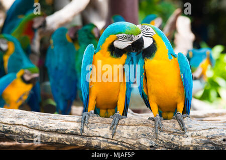 Un par de colores azul y amarillo guacamayos donde se posan en la rama de la madera en la selva. Lapa coloridos pájaros en el bosque.