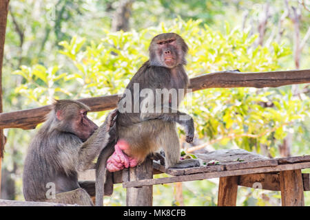 Esta imagen única muestra el lémur de mono salvaje sentado en ramas hechas de madera para ellos en el jardín zoológico y jugando unos con otros en un día soleado. Foto de stock