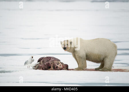 El oso polar (Ursus maritimus) comiendo una morsa (Odobenus rosmarus), sobre el hielo, Spitsbergen, Svalbard, archipiélago noruego, Noruega, el Océano Ártico