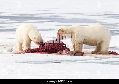 Dos osos polares (Ursus maritimus) comer juntos una morsa (Odobenus rosmarus), sobre el hielo, Spitsbergen, Svalbard, archipiélago noruego, Noruega, el Océano Ártico