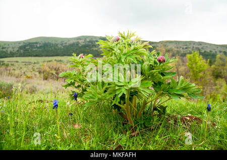 Común silvestres peonía (Paeonia officinalis) en los brotes, tarde de primavera, Drome, Francia