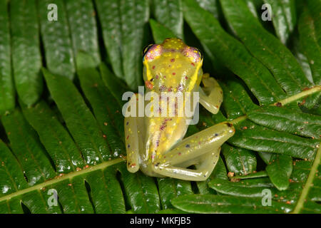 Con los ojos brillantes, Central (Boophis rappiodes Rana), Andasibe, Perinet, Región Alaotra-Mangoro, Madagascar