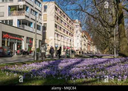 En la calle principal, Dresden Neustadt, crocus bloom, Neustadt, Krokusblüte in der Hauptstrasse, Dresde Foto de stock