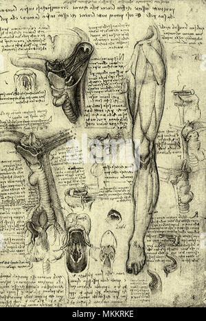 Anatomía humana Foto de stock