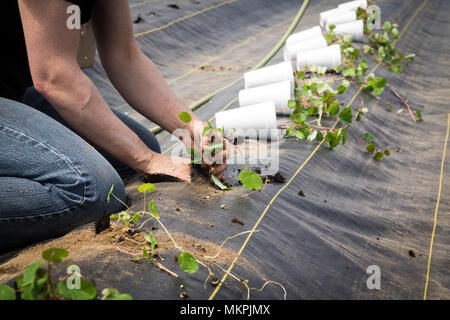 Preparación del trabajador agrícola y trasplantar orgánicos cubios