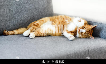 Jengibre gato doméstico durmiendo en el sofá en casa.