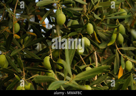 Aceitunas verdes crecen en Olive Tree Foto de stock
