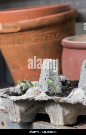 Coriandrum sativum. Cilantro plántulas cultivadas en una caja de huevos en la primavera. UK Foto de stock