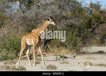 Jirafa angoleña (Giraffa camelopardalis angolensis), joven animal de pie, inmóvil, el Parque Nacional de Etosha, Namibia, África