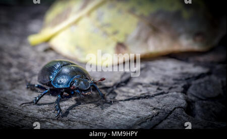 Beetle macro shot
