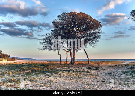 La vista horizontal de una playa mediterránea con árboles Foto de stock