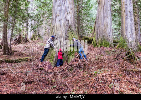 Un hombre, mujer y niño abrazo un cedro rojo occidental en el antiguo bosque en el centro de la Columbia Británica Foto de stock