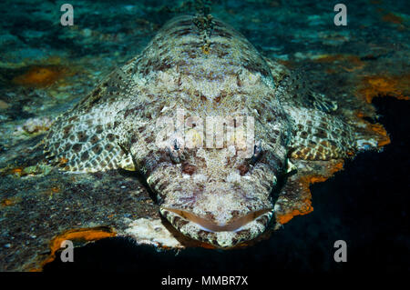 O Flathead Crocodilefish [Papilloculiceps longiceps] acostado en naufragio. Egipto, el Mar Rojo. Miembro de la orden Scorpaaeniformes. La especie ahora también oc
