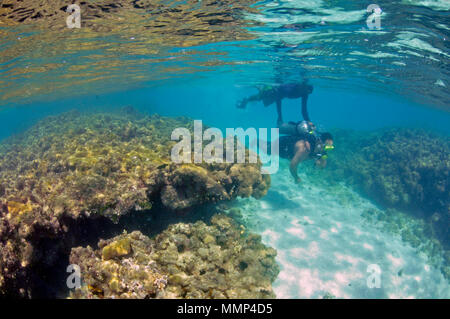 El buceo asistido por guía de snorkeling en el arrecife de coral muerto de las piscinas naturales o 'galos', Maragogi, Alagoas, Brasil