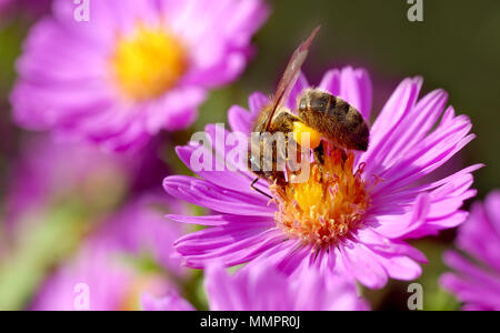 Macro de la abeja de miel (Apis) alimentándose de flor aster con polen