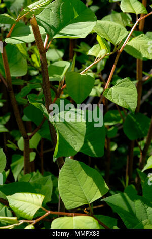 Japanese knotweed Fallopia japonica crecimiento silvestre, reino unido
