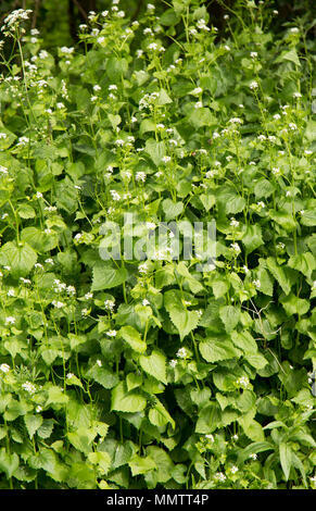 Floración Jack-por-la-Hedge, Alliaria petiolata, crecer junto a un pequeño país road en el norte de Dorset, Inglaterra GB. Es comestible y también conocido como