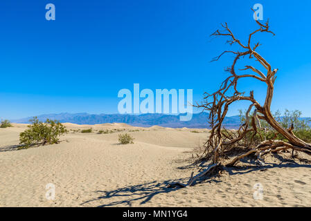 El Mesquite dunas de arena en el desierto de Death Valley, California, USA.