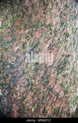Full Frame closeup de musgo creciente incultas en tronco de árbol en el Mt. Cargill bosque en Dunedin, Nueva Zelanda. Foto de stock