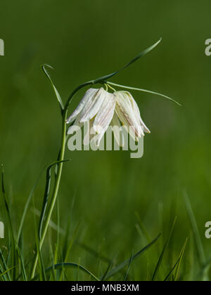 La hermosa speyeria nombrado Jefe de la serpiente con dos cuadros de flores blancas con un fondo verde la calma. Uppland Suecia Foto de stock