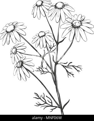 La manzanilla, hierbas medicinales, Daisy dibujados a mano ilustración  vectorial dibujo realista Imagen Vector de stock - Alamy