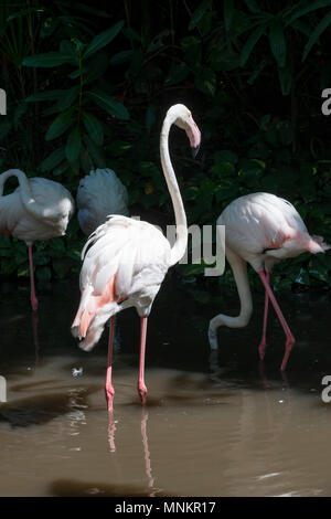 Mayor Flamingo, hermosa rosa Big Bird en agua. Foto de stock