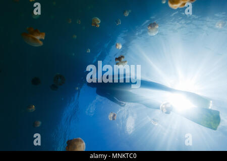 Fotografía submarina de buceo turístico con endémica golden medusas en el lago en el Palau.