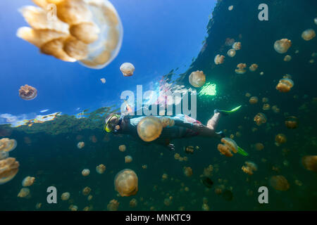 Fotografía submarina de mujer turísticos buceo con endémica golden medusas en el lago en el Palau.