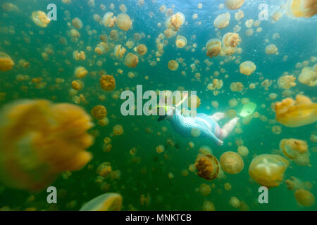 Fotografía submarina de mujer con buceo endémica golden medusas en el lago en el Palau.