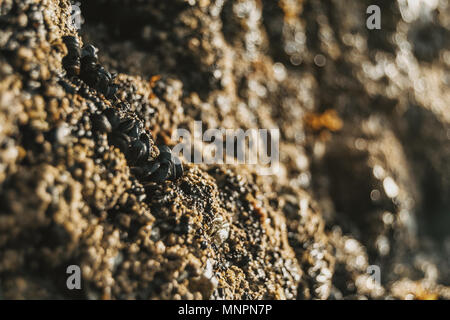 Percebes en las rocas de la playa de Las Catedrales, Lugo, España Foto de stock