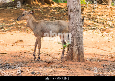 Ciervo de ELD kid standingunder un árbol en el parque público de Visakhapatnam. Foto de stock