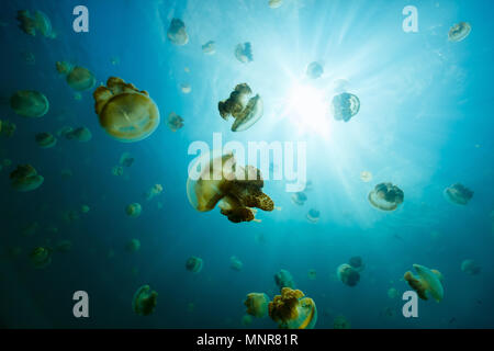 Fotografía submarina de especies endémicas de golden medusas en el lago en el Palau. Snorkeling en Jellyfish Lake es una actividad muy popular para los turistas a Palau.