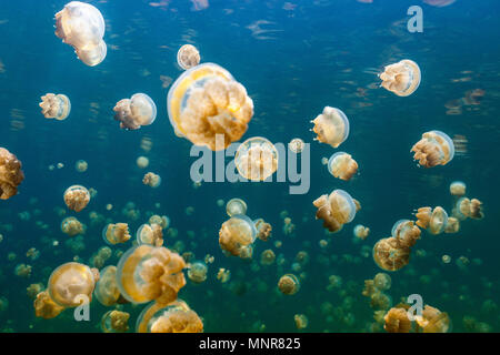 Fotografía submarina de especies endémicas de golden medusas en el lago en el Palau. Snorkeling en Jellyfish Lake es una actividad muy popular para los turistas a Palau.