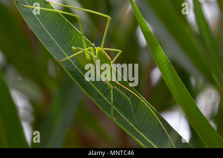 Rollizo bush cricket en el medio silvestre caminando sobre un arbusto en Chipre durante el mes de mayo. Foto de stock