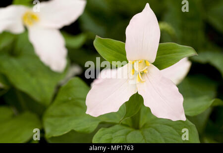 Trillium grandiflorum 'forma' flores de Wisconsin. Foto de stock