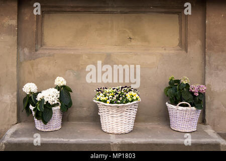 Violetas amarillas y blancas hortensias en grandes cestas de mimbre en la entrada al restaurante en la calle como decoración. Foto de stock
