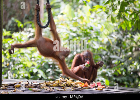 Orangután's, en el centro de rehabilitación de orangután encuentra en el estado malasio de Sabah, en la isla de Borneo. Foto de stock