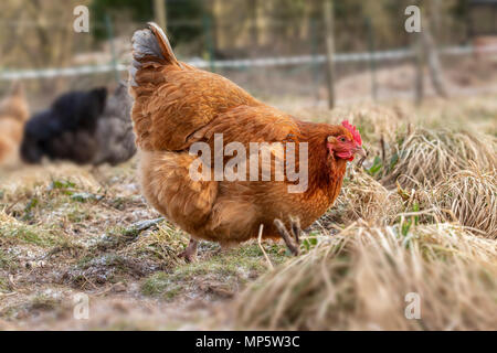Un marrón rojizo free range gallina en Monmouthshire, Gales. Un marrón rojizo free range gallina en Monmouthshire, Gales.