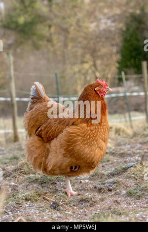 Un marrón rojizo free range gallina en Monmouthshire, Gales. Un marrón rojizo free range gallina en Monmouthshire, Gales.