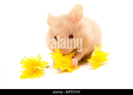 Hamster with flowers Imágenes recortadas de stock - Alamy