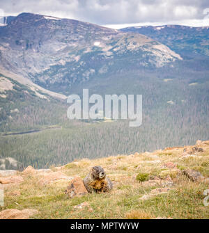 Amarillo-curva Marmot en el Parque Nacional de las Montañas Rocosas con las montañas en el fondo. Foto de stock