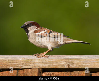 Gorrión (Passer domesticus) encaramado en un jardín en Gales, Reino Unido