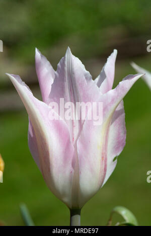Flor de tulip "Tres Chic", un blanco rosáceo lily tulip florecido en una olla con otros, Abril Foto de stock