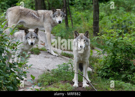 Madera lobos o lobo gris (Canis lupus) de pie en un acantilado de roca en verano en Canadá